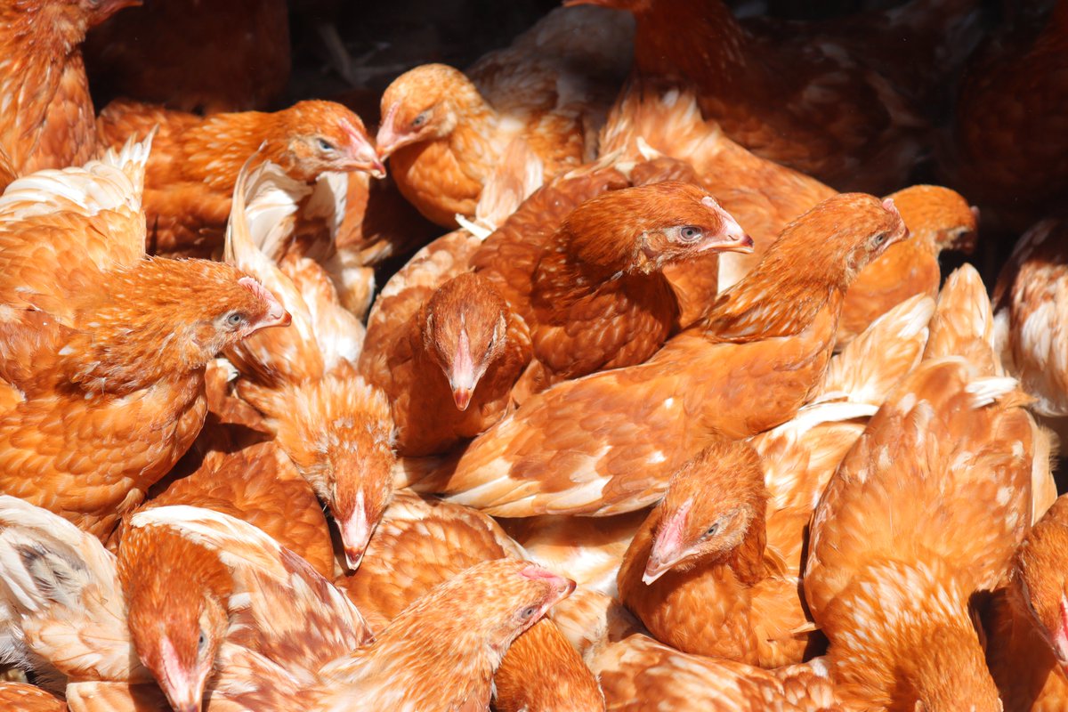 kisoboka_africa's tweet photo. #ChickenModel #ProjectUpdate
Poultry ready for distribution among SCOBA members after weeks of brooding and care. Seven members in Lwengyenyi community have so far been trained in poultry management & provided with these hens to boost their income sources through egg production. https://t.co/vJMefizZMY