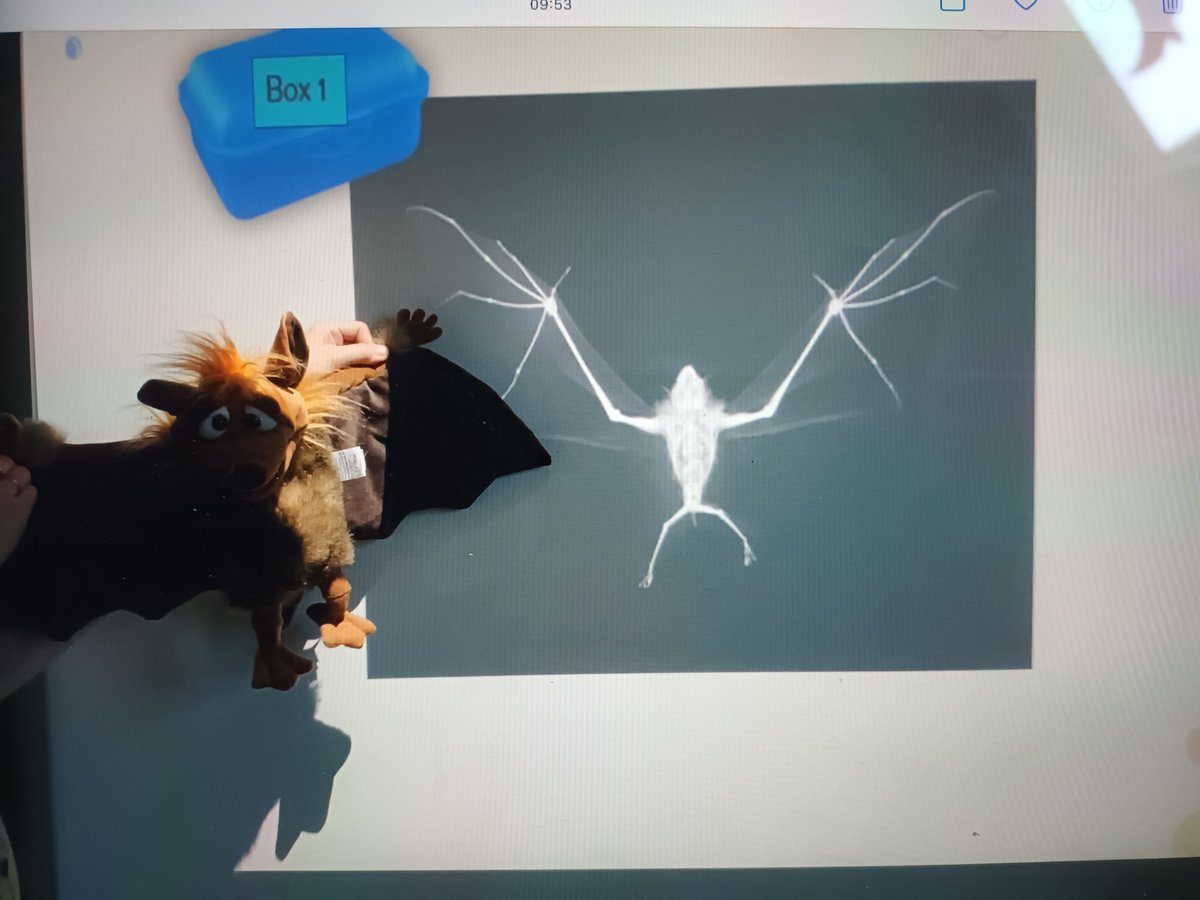 #reissengelhornmuseum#draissenunterricht Günther beim Röntgenworkshop😄