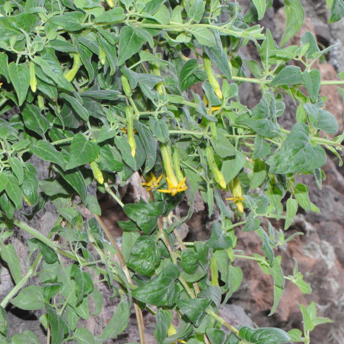 SOLseminars's tweet photo. This week’s #SolanaceaeOfTheWeek is Salpichroa weberbaueri Dammer a species of nightshade native from Ecuador to Peru, where it is found growing primarily in subtropical biomes. In Peru it inhabits mainly the thickets of the western slope of the Andes, …

CC-BY 📸 S.Knapp

(1/n) https://t.co/BVfXAwcJQw