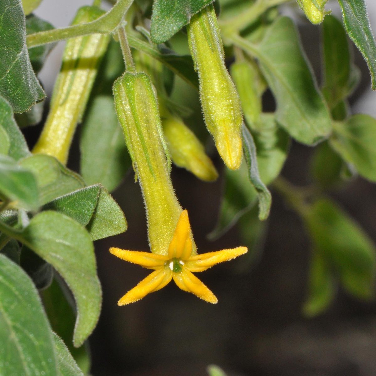 SOLseminars's tweet photo. This week’s #SolanaceaeOfTheWeek is Salpichroa weberbaueri Dammer a species of nightshade native from Ecuador to Peru, where it is found growing primarily in subtropical biomes. In Peru it inhabits mainly the thickets of the western slope of the Andes, …

CC-BY 📸 S.Knapp

(1/n) https://t.co/BVfXAwcJQw
