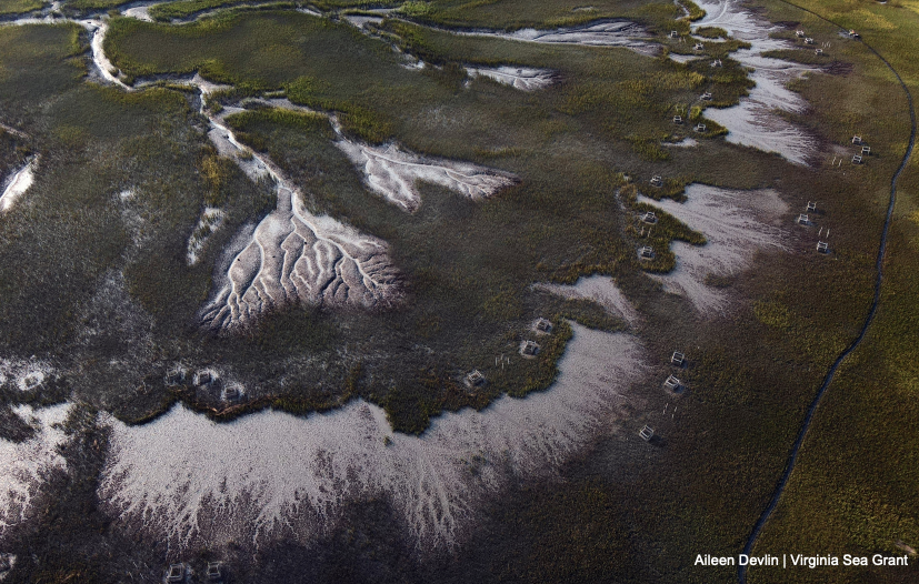 IsamarCortes1's tweet photo. We now transition over to @Salty_Serina's talk titled "Consumers shape saltmarsh carbon storage and ecosystem resilience" @theAGU #AGU22 #CoastalBio https://t.co/pDpgRnrKzq