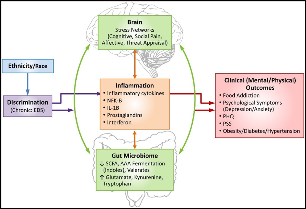 New research in <a href="/BiologicalPsyc1/">Biological Psychiatry</a> shows how discrimination affects the brain-gut microbiome-immune system. Suggests discrimination contributes to health inequalities &amp; psychological symptoms:spkl.io/60184k45I

@AGuptaCNS 
 <a href="/TienDongMD/">Tien Dong MD, PhD</a> 
 <a href="/vishvak2000/">Vishvak Subramanyam</a>
@emeranamayer