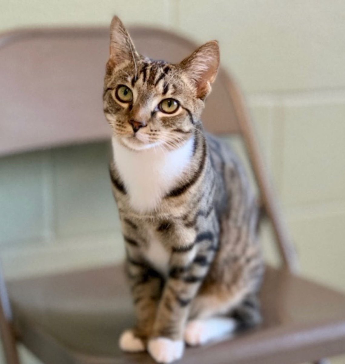 Maxine and Stryker are teenage kittens who are sweet, friendly, and full of purrs.
😺😻They are probably sisters as well as girlfriends. They sometimes curl up with their "arms" around each other! If you adopt Maxine and Stryker together, they won't create any drama in your home.