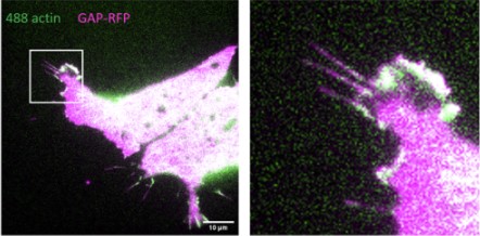 New on the Node: <a href="/_BSDB_/">British Society for Developmental Biology</a> Gurdon studentship reports

Zhikai Li studied filopodia dynamics with the <a href="/GallopLab/">Jenny Gallop's Lab</a> <a href="/GurdonInstitute/">Gurdon Institute</a> 
thenode.biologists.com/bsdb-gurdon-st…

Raphael Schettler investigated the role of Myc genes in eye development with the <a href="/GrocottLab/">The Grocott Lab</a> 
thenode.biologists.com/bsdb-gurdon-st…