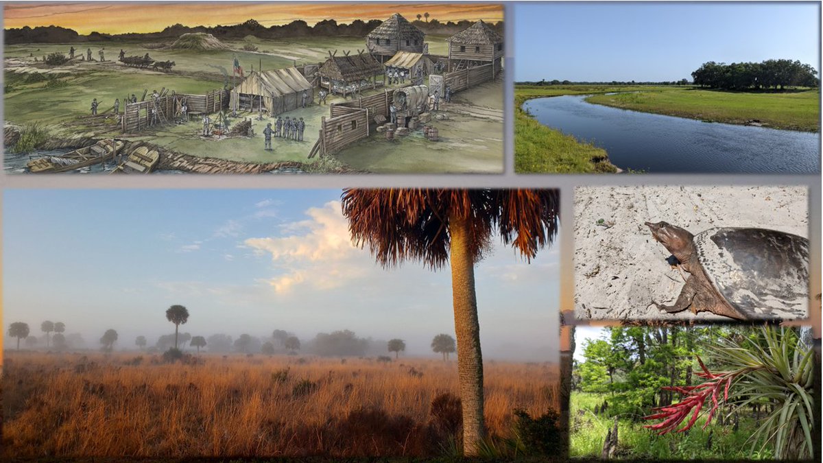 MyFWC's tweet photo. Journey through history
The slow-moving black water known as #Fisheating Creek has been a focal point in the lives of people for thousands of years: https://t.co/7eek9dNPL6 #WMAzing #Florida https://t.co/Fvs6AKECvN
