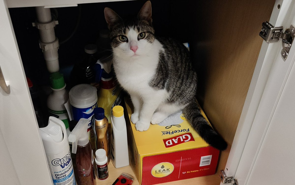 jeffcj's tweet photo. @JenMsft This is what happens when I open the cabinet for 30 seconds. https://t.co/0K4OYUFXzV