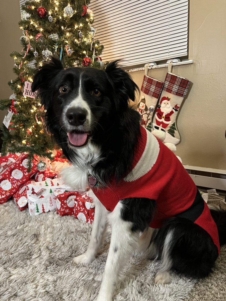 saracalloway22's tweet photo. i show bear off at work like he’s my child.. well he is hahah but 🤣 come on tho look at that face ♥️ https://t.co/Gi5n2Mk4XR