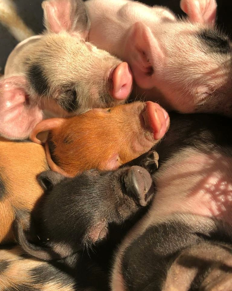jacobsladderfms's tweet image. Bubbles and Squeek have had their first litter. 17 little squeekers between them. All huddling together to keep warm in this cold snap.