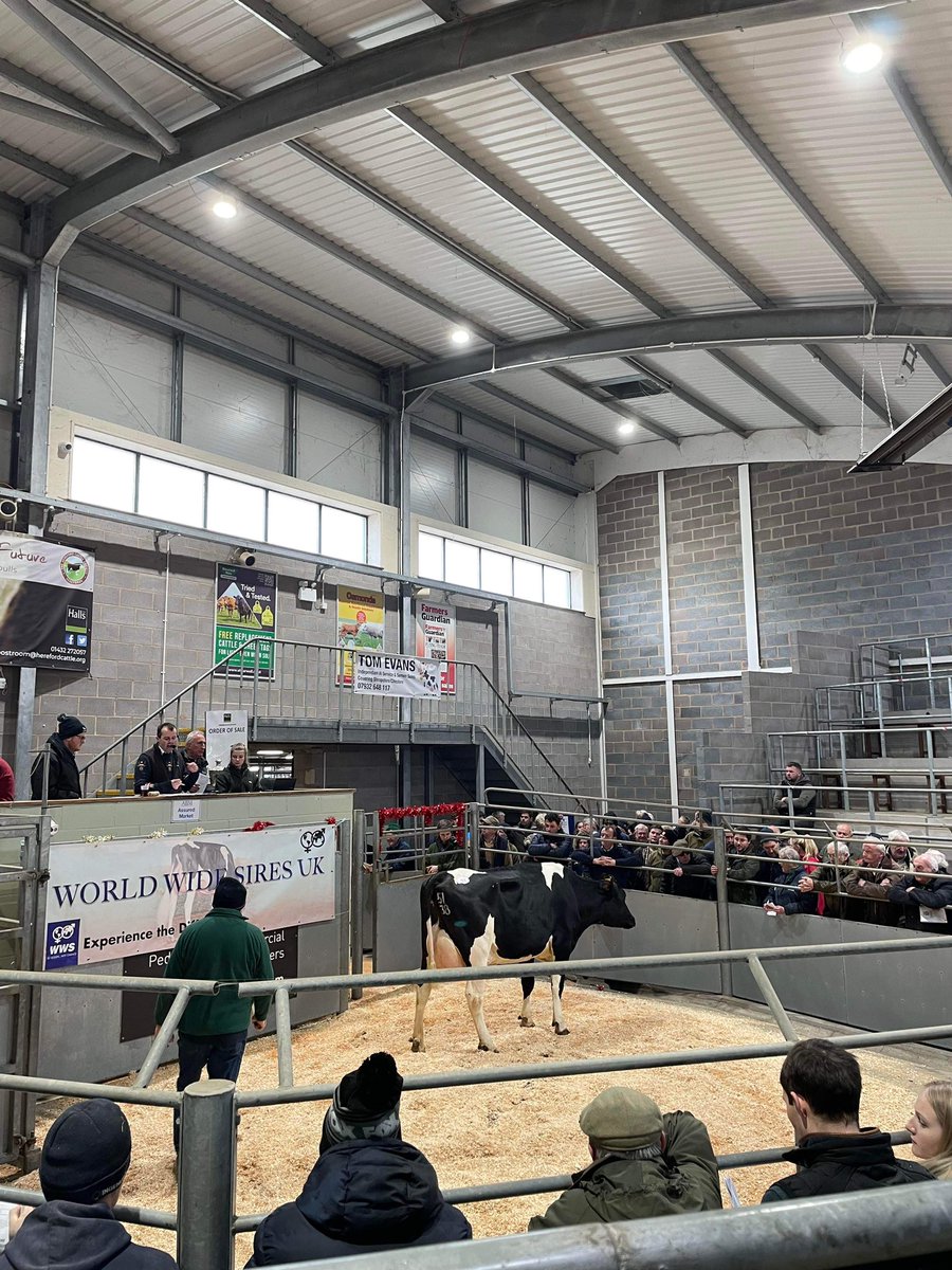 Wicked experience today. Toyed with the idea of selling cows for 5-6 years now. 3x 2nd lactation fresh animals sold in Shrewsbury today. 

Great job <a href="/VaughanCerys/">Cerys Vaughan</a> <a href="/horn_tomos/">Tomos Horn</a>
