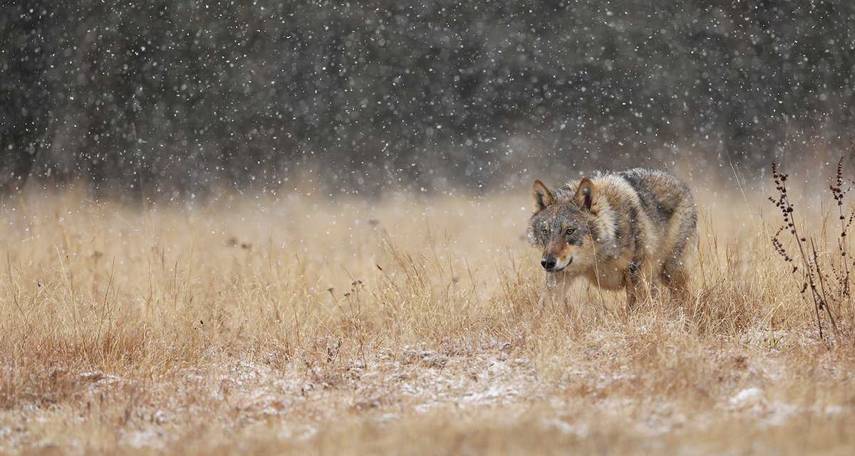 FACEforHunters's tweet image. The @Europarl_EN has just voted on the motion “A long-term vision for the EU’s rural areas”. See FACE's reaction here to key points about game management and large carnivores. 

face.eu/2022/12/the-fu…