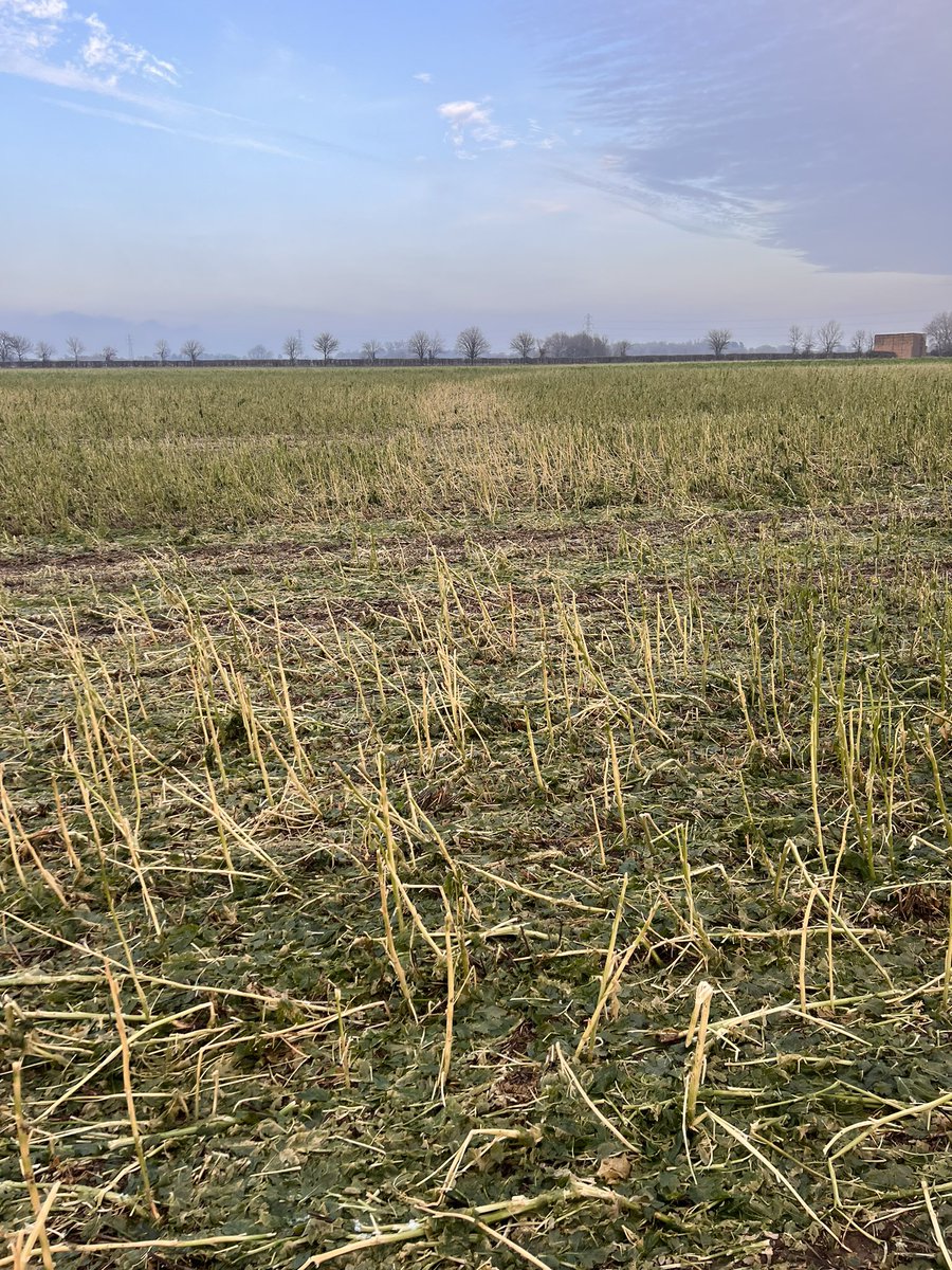 Covers rolled nearly a week@are now starting to go off.