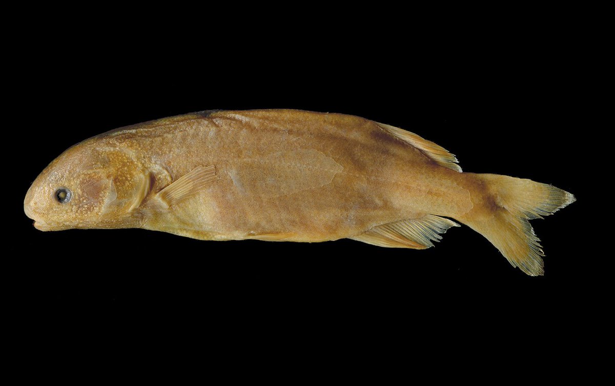 ZooKeys_Journal's tweet photo. Whole genome paired-end sequencing of DNA extracted from the holotype specimen of Heteromormyrus pauciradiatus was performed, and a nearly complete mitogenome assembled from the sequences obtained. Read more here: https://t.co/eJT3ruLnqE https://t.co/VQdM8ls7DW