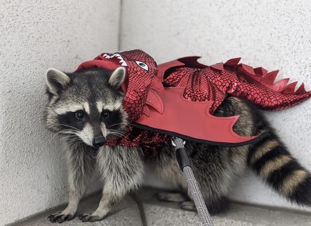 raccoonhourly's tweet photo. https://t.co/zegcqrHWUp
