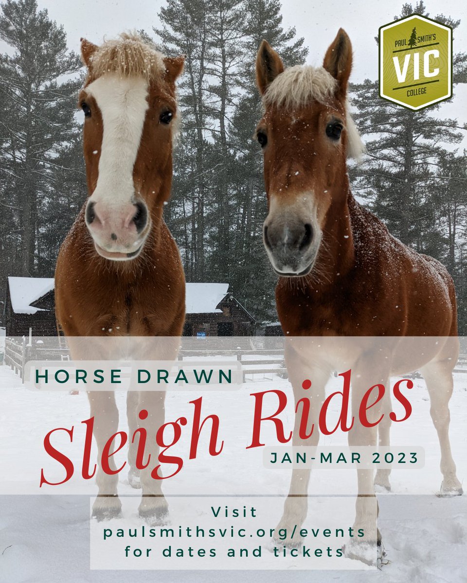 T-One month until sleigh rides start at the VIC. Reserve your seat today! Link in bio. 

#sleighride #psc #paulsmiths #paulsmithscollege #drafthorse #haflinger #newyork #upstate #adirondacks #fedcap