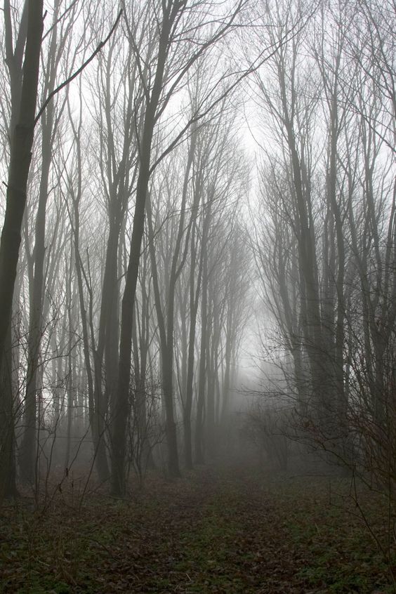RShaneThomas's tweet photo. #horrorprompt #vsshorror
He's been tracking me since dawn. His taunting grows louder as he draws closer. My legs &amp; arms are gashed &amp; bloody. My shoulders ache from #meteoropathy as the evening grows colder. If I don’t find a way to turn the tables, I’ll never survive the night. https://t.co/YADpMA3jJW