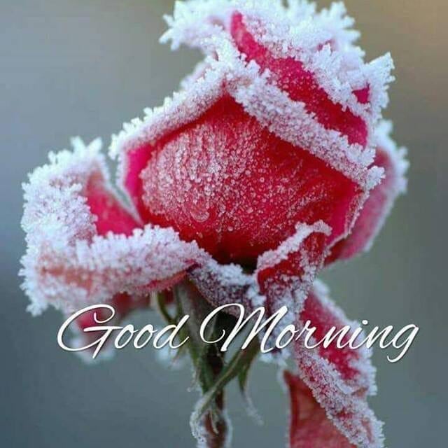 🟨 Good Morning Images Religious. DOWNLOAD our Good Morning app 👉 bit.ly/MyGoodMorningA… 👈 #goodmorningimages #goodmorning #goodmorningquotes