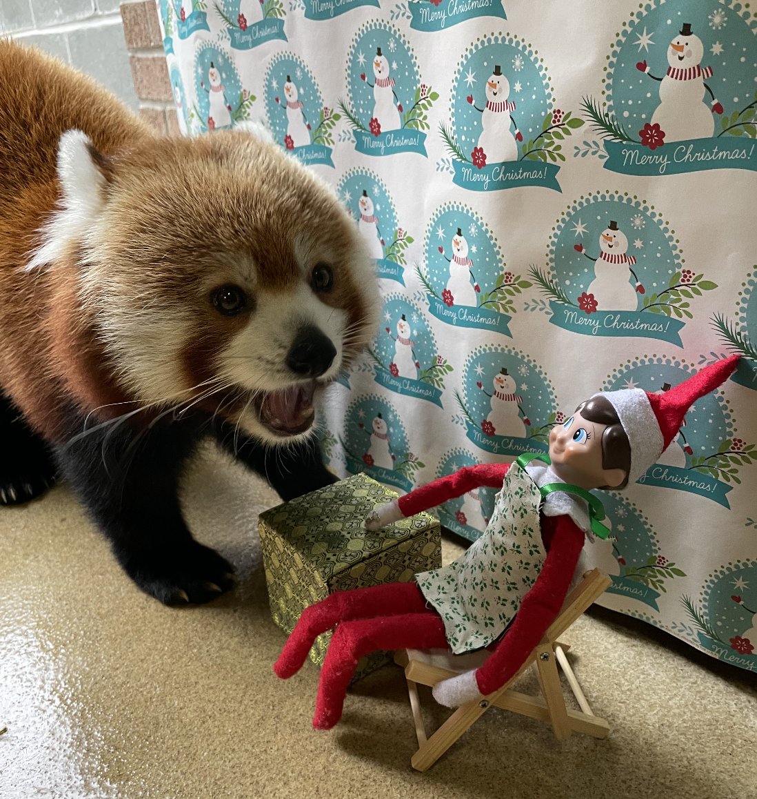 The Virginia Zoo tweet media