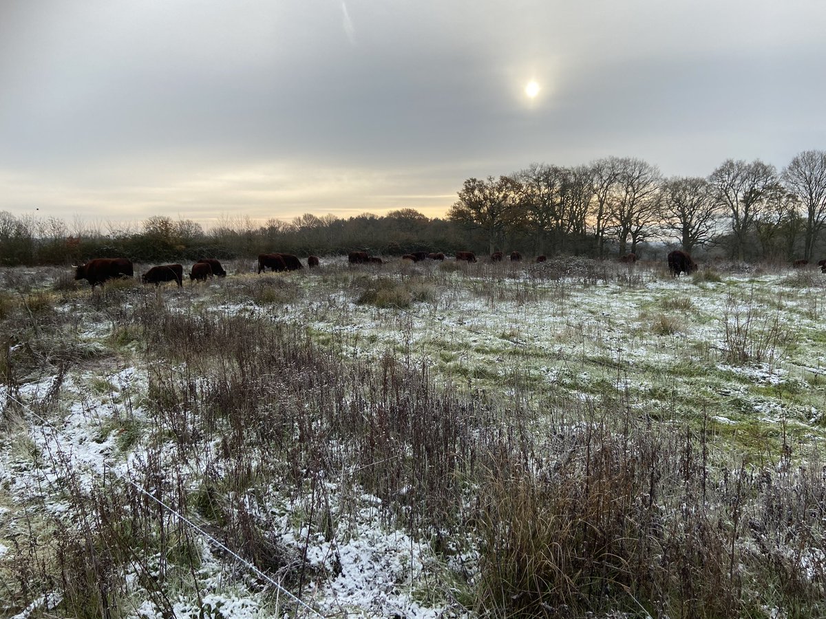 Visiting Knepp estate with <a href="/CiderRuss/">Russ Carrington</a> exploring rewilding and diversifications