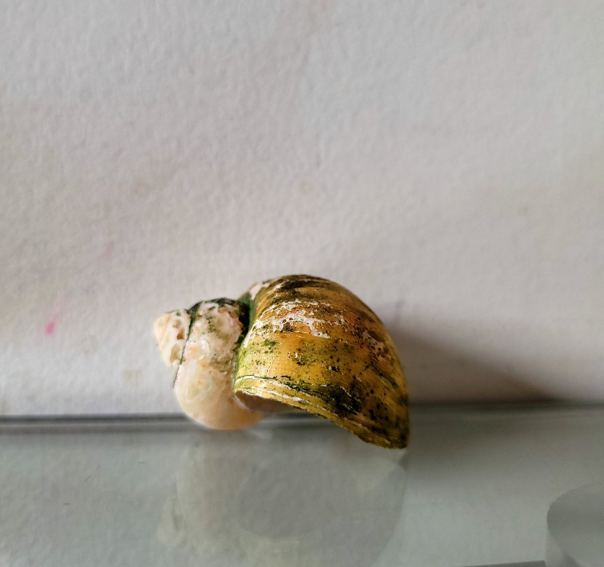Ontem, dia 12/12/22 seriam 8 meses com o nosso caramujinho, descanse em paz 🐌❤️