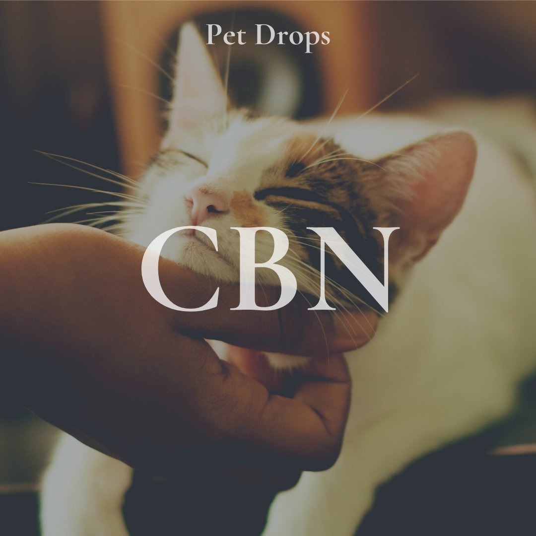 treeworksma's tweet photo. Our next product will take full advantage of these benefits by combining CBN with other cannabinoids to produce a desired effect exciting enough to give YOU the zoomies! 🐶😸

Swipe through ➡️ to learn about CBN! https://t.co/YpGQBXjcPP