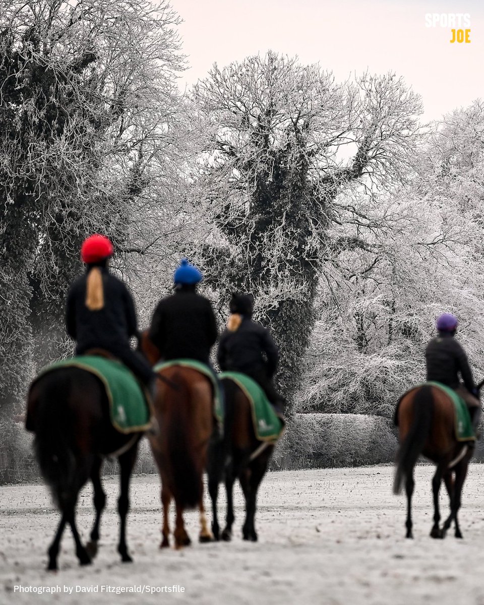 A winter wonderland ❄️ Johnny Murtagh's horses at the Curragh this morning, brilliantly captured by @sportsfiledfitz 📸