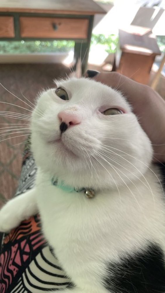 CatsHeld's tweet photo. https://t.co/hPVJp1hiHw