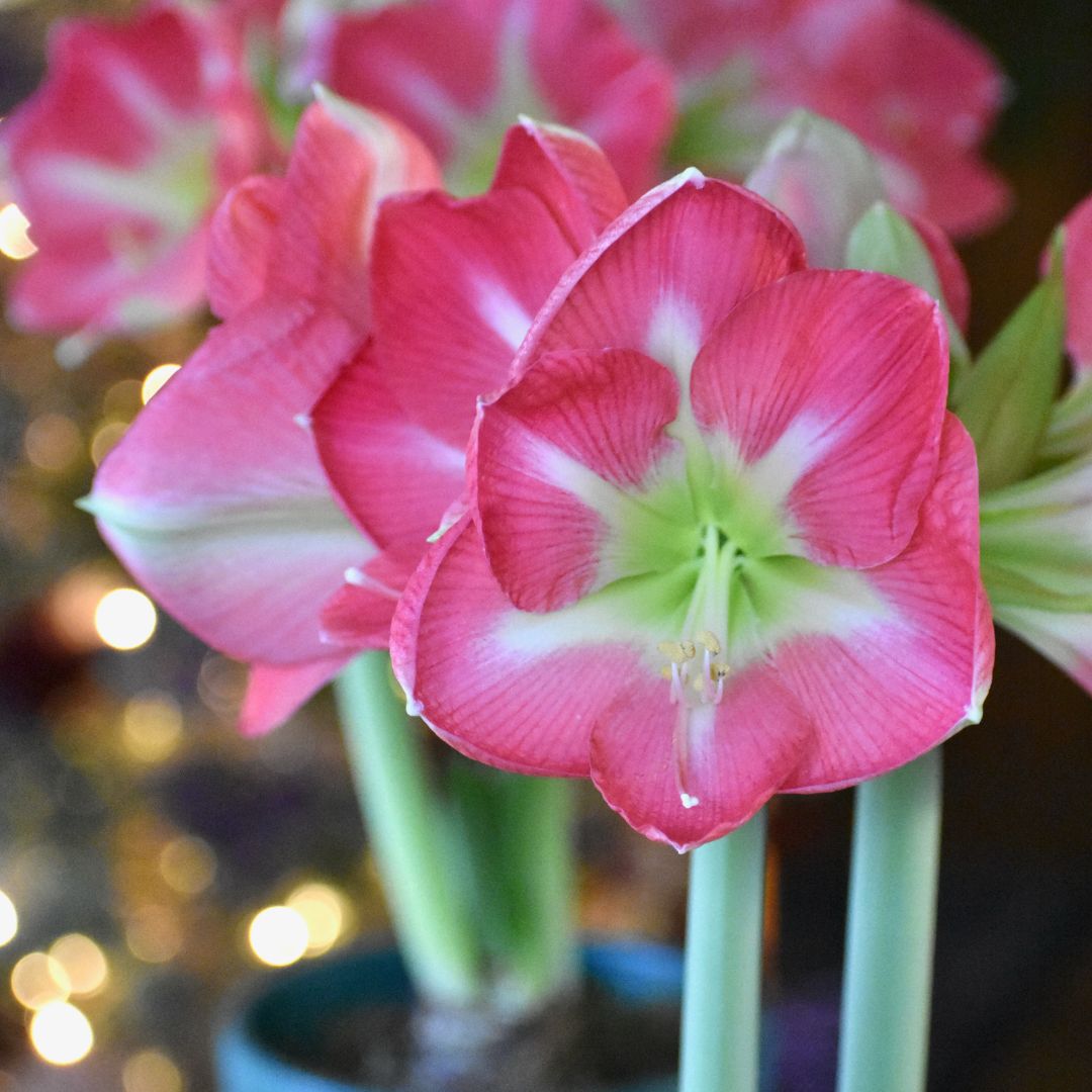 Almost gone!!

Get amaryllis season off to an early start with Cape Horn. These jumbo, rose-pink flowers have broad, overlapping petals and shallow trumpets. The center of the flower is adorned with a crisp white star.