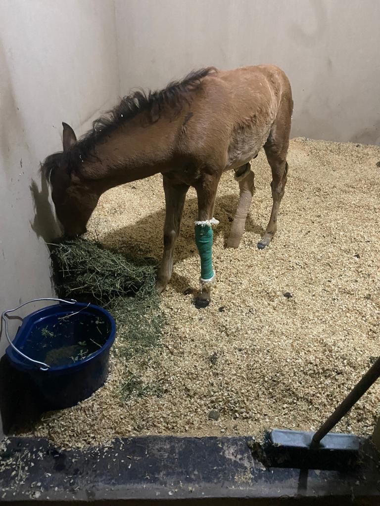 Actualización⚠️

#Trompito, llego a nosotros con una fractura como se puede ver en las radiografías, estaba abandonado. Ayer se le realizo la cirugía y fue un éxito. El reposo de ahora en más es lo más delicado e importante de esta recuperación.

(+)