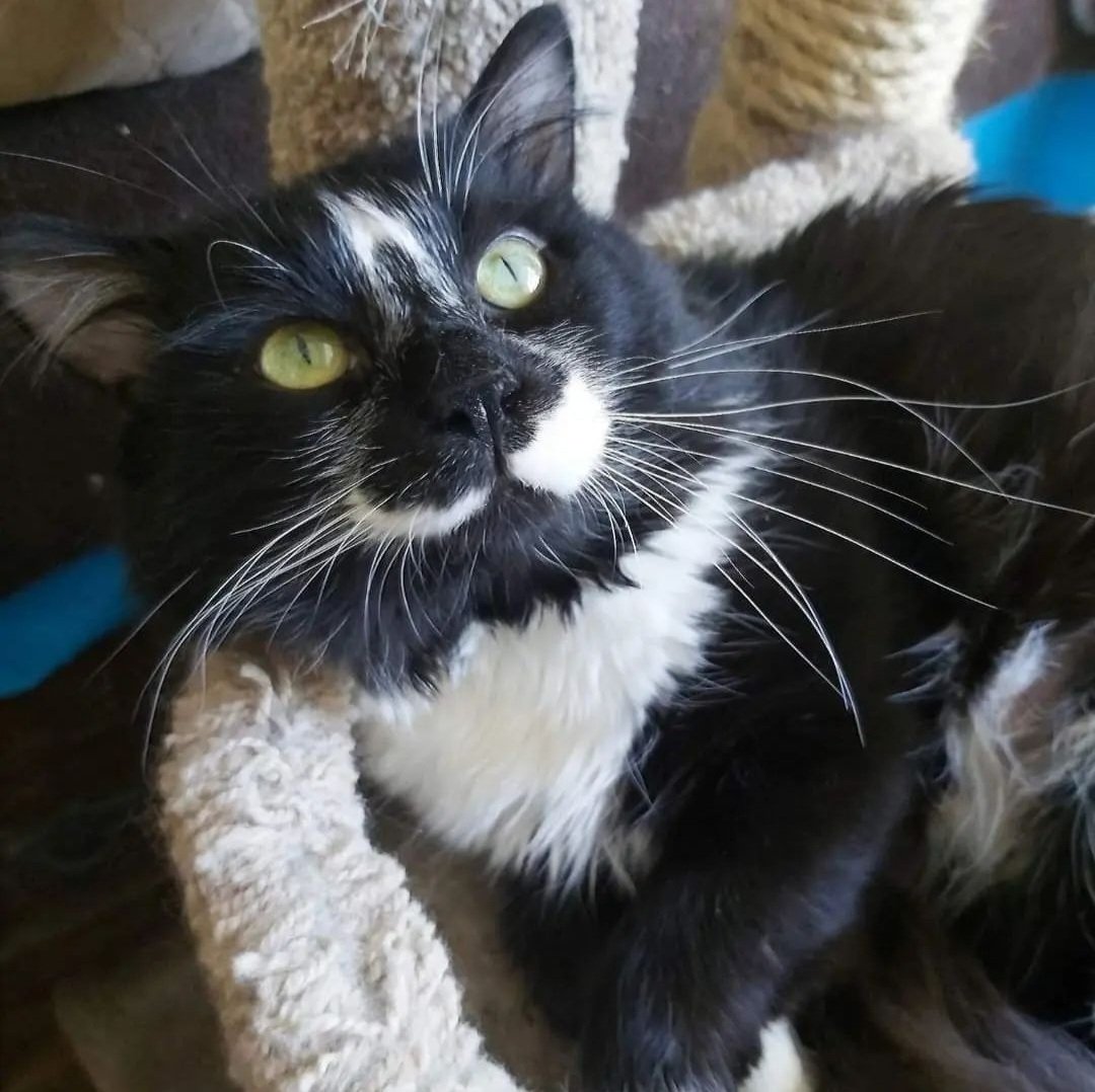 CatRelief's tweet photo. "Happy Two'fer Tuesday, love Hamish!
"And Moira!"
"I’m a gentle, eager, affectionate boy who is especially trusting... 
https://t.co/fBV4B6JS76
#TwoferTuesday #GuildwoodCatRelief #CatRescue #AdoptDontShop #CatsOfInstagram #CatsOfTwitter #Guildwood #ScarbTO #Cats https://t.co/5hZxtfE2Uj