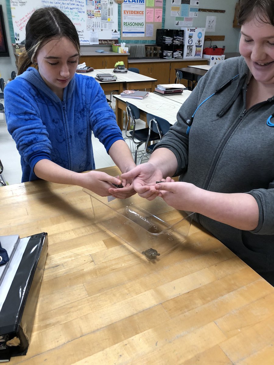 BridgetA007's tweet photo. Some quality time with our Northern Diamondback Terrapins! #FPErocks #LEHSD #scienceisawesome https://t.co/XKyyM9gcAh