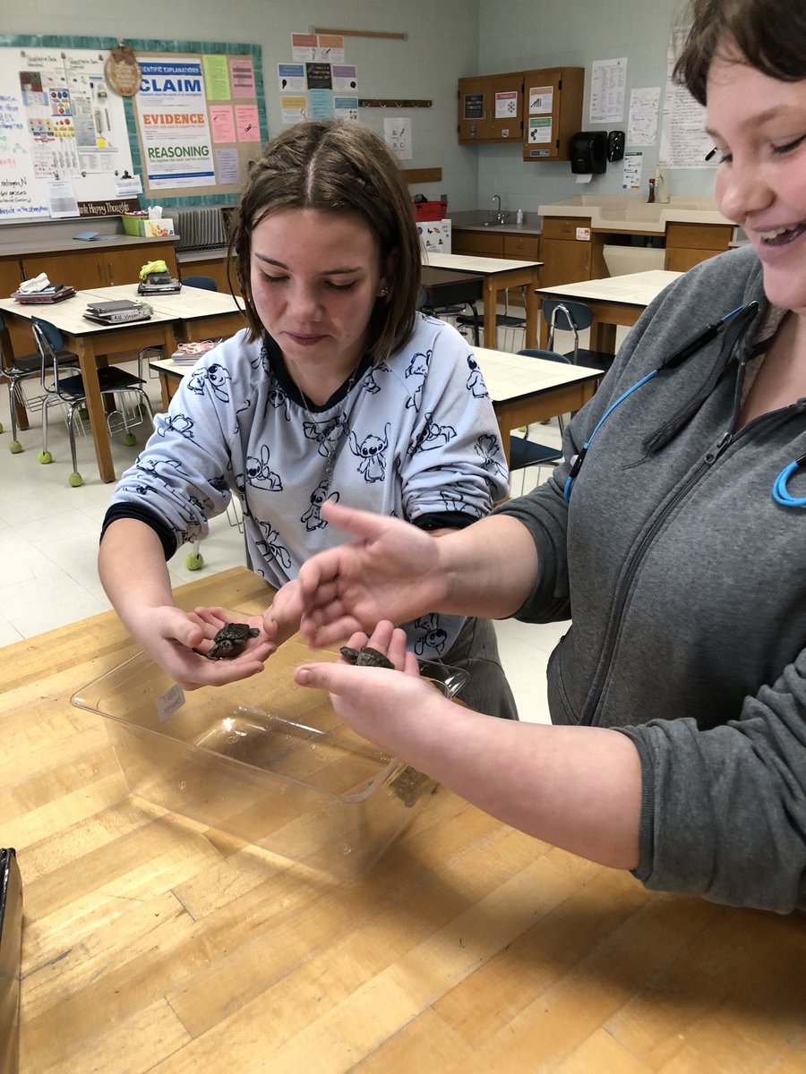 BridgetA007's tweet photo. Some quality time with our Northern Diamondback Terrapins! #FPErocks #LEHSD #scienceisawesome https://t.co/XKyyM9gcAh