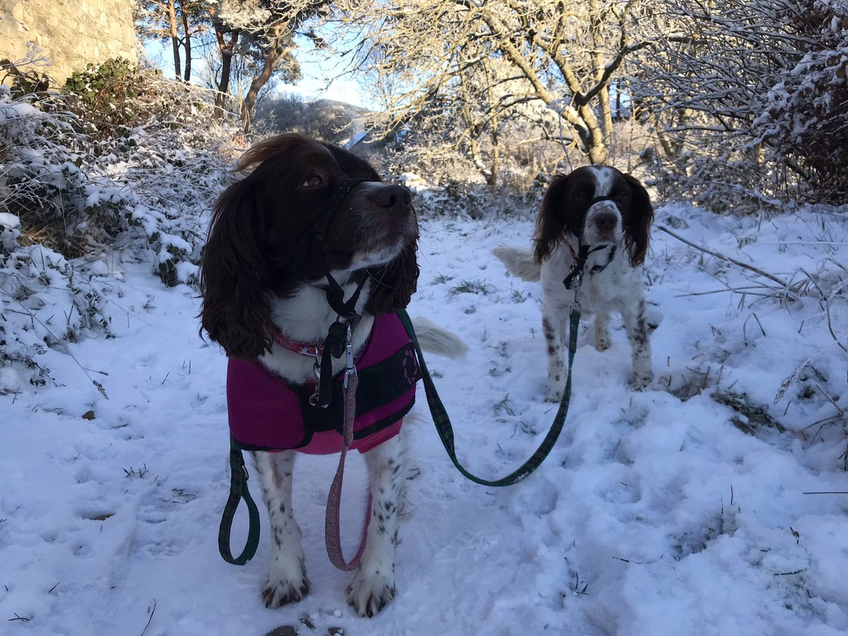 bigstu1964's tweet photo. Nelly on her 10 minute on leash walk, she’s not impressed 🥲🐶🐾 #SparkyandNellysWalk #LetMeRunAboutDad #OnlyAFewMoreDays https://t.co/dO2GMxkbYi