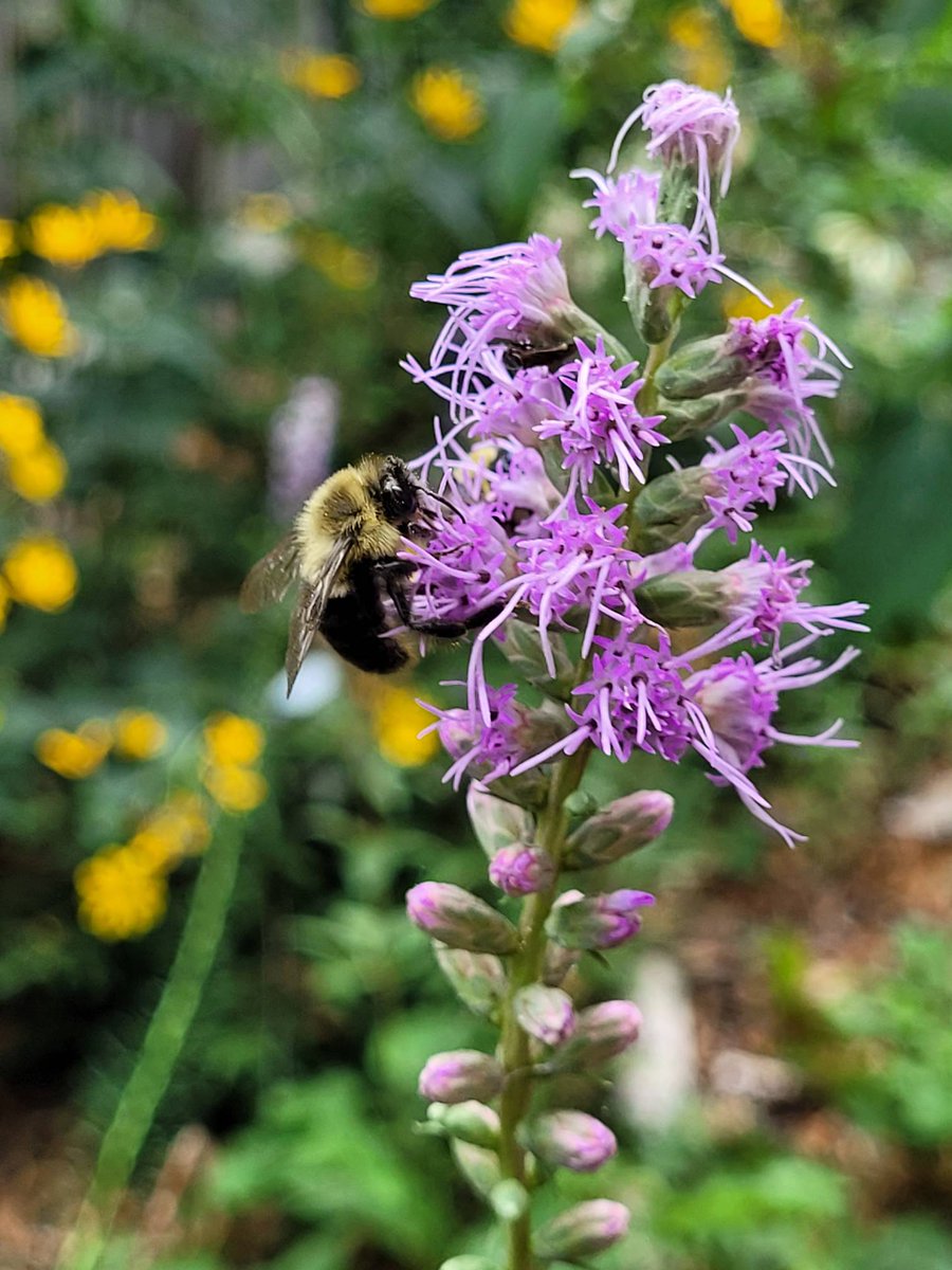 #Habitatfragmentation impacts #biodiversity by reducing the quantity and quality of habitat. 

Learn more about how native plants can improve connectivity locally: bloomingboulevards.org/post/what-is-h…

#cop15 #plantnative #boulevardgarden #habitatgarden #unbiodiversity