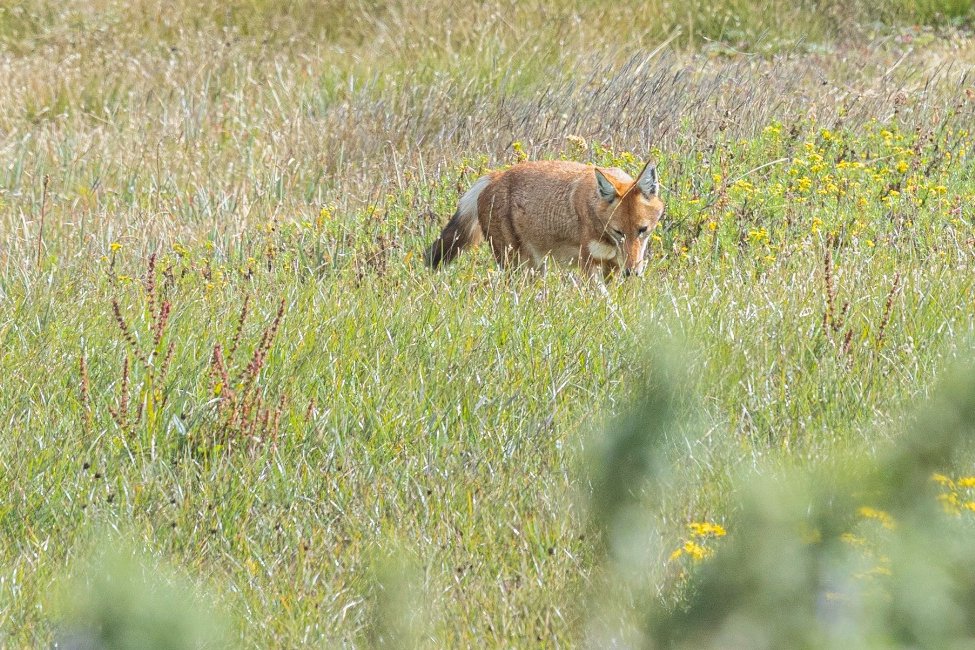 The Ethiopian wolf breeding season is underway!

Wolves have been mating and we’ll be looking out for pregnant females like this one, spotted in #MenzGuassa last year.

#Ethiopianwolves are cooperative breeders, and packs usually consist of a breeding pair and their offspring.