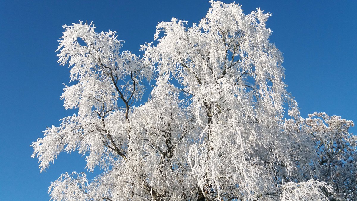 martinastro2005's tweet image. Absolutely stunning hoar frost formations outside Omagh today, 1cm-2cm thick, best winter scenes I've witnessed since 2010 without question. Here are a couple of phone snaps for now #hoarfrost #omagh #coldspell
