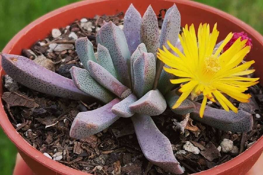 SucculentAlley's tweet photo. Aloinopsis orpenii: Care and Propagation Guide https://t.co/1r39AoRzIP https://t.co/yv2rzvbiJ5