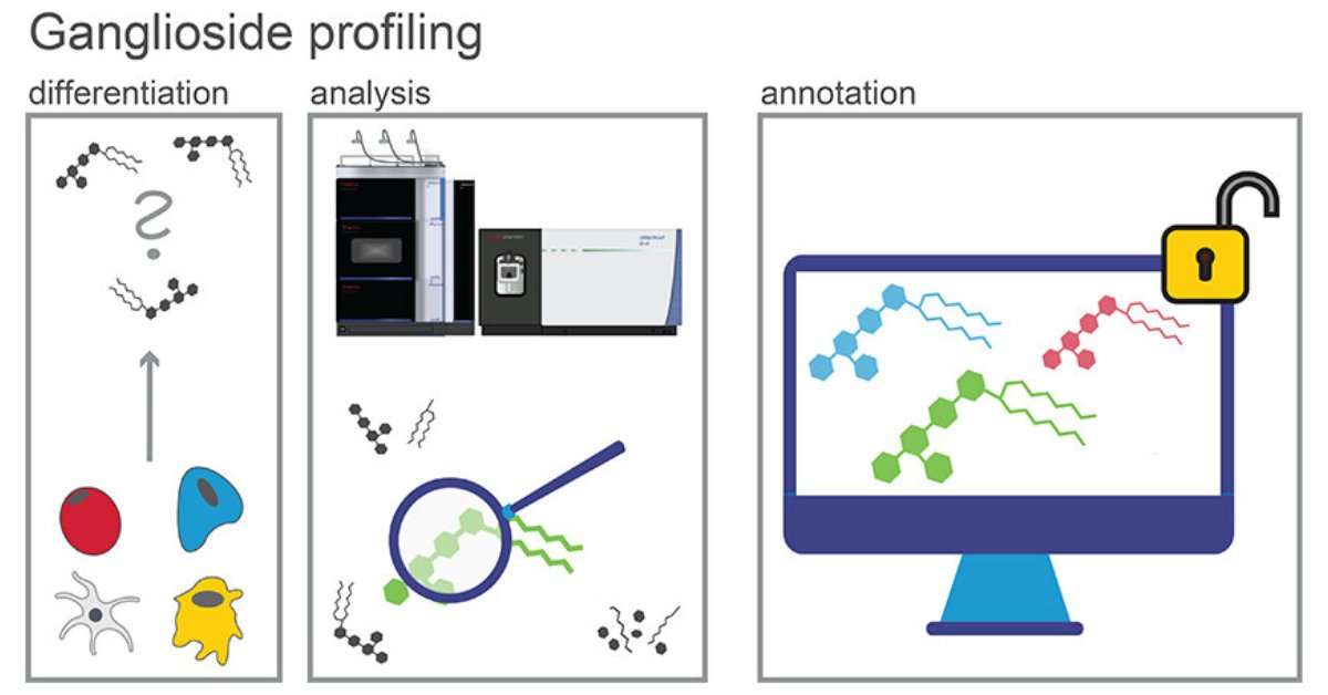 JACS Au (@jacs_au) on Twitter photo Decoding Distinct Ganglioside Patterns of Native and Differentiated Mesenchymal Stem Cells by a Novel Glycolipidomics Profiling Strategy
<a href="/EvelynRampler/">Ass. Prof. Evelyn Rampler</a> & coworkers
go.acs.org/38i
<a href="/univienna/">Universität Wien</a> <a href="/hohenwallk/">Katharina Hohenwallner</a> #openaccess Decoding Distinct Ganglioside Patterns of Native and Differentiated Mesenchymal Stem Cells by a Novel Glycolipidomics Profiling Strategy
<a href="/EvelynRampler/">Ass. Prof. Evelyn Rampler</a> & coworkers
go.acs.org/38i
<a href="/univienna/">Universität Wien</a> <a href="/hohenwallk/">Katharina Hohenwallner</a> #openaccess