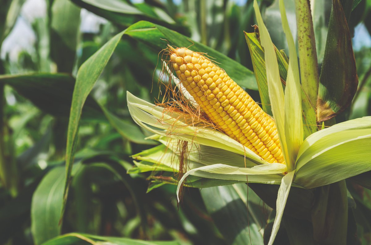 Resultaten maisonderzoek 2022 en Rassenlijsten mais 2023 zijn bekend. Kijk voor meer info #mais #rassenlijst #maisonderzoek groeipartners.nl/producten-3/ma…