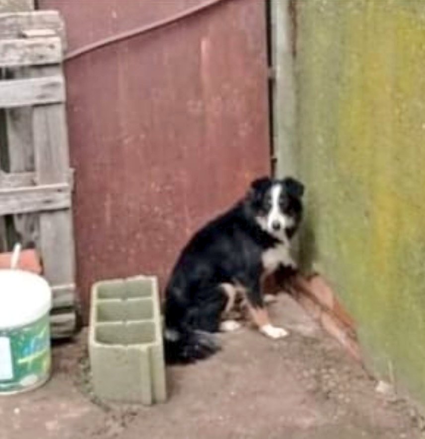 Erta2017's tweet photo. #XarxaBarcelonaAdopcions
#Barcelona.
Todo el día sola en un patio💔
Solita, abandonada No la quieren.
Ser precipsa, ser buenísima no le sirve de nada
#Adopten #acojan
☎️608 79.96 95 https://t.co/LfHazXmHVe