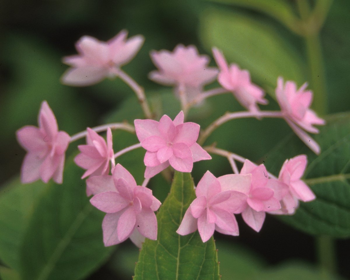 OfHydrangea's tweet photo. The Japanese, Hydrangea serrata 'Midoriboshi-Temari' is an elegant plant in stature and in flower. A prolific bloomer in mild climates with unique pink lace-cap blooms. The outer ring of doubled florets dance like ballerinas on long pedicles. #hydrangeas  https://t.co/Wu4izlJZF3 https://t.co/SHJbvCdqXq