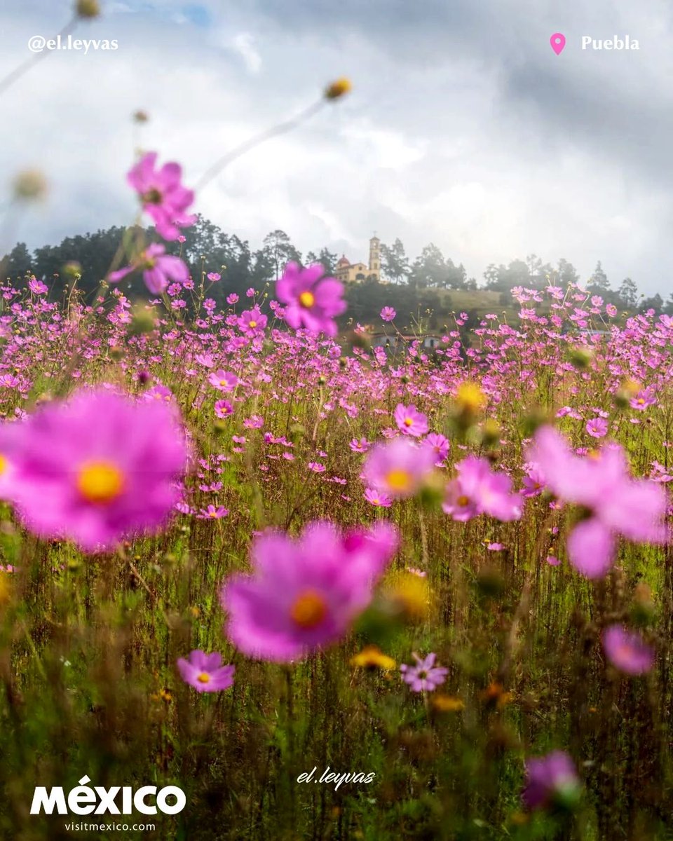 These are the fields of purple sunflowers or sunflowers in Ixtlahuaca, a beautiful little corner of Puebla with cold weather and lots of fresh air 🌸. 📸 @el.leyvas #VisitMexico