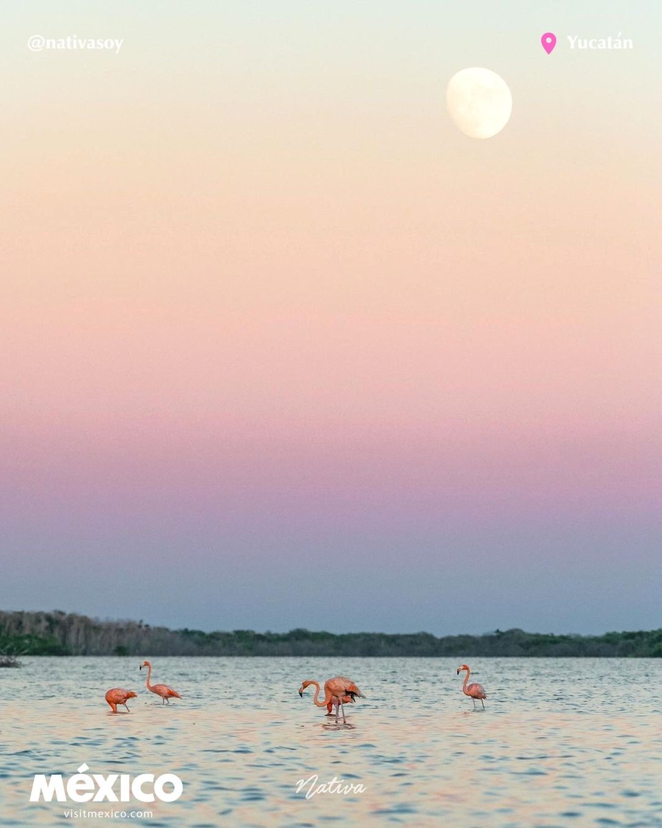 In its sunsets, Yucatan points the sky pink 💕 📸 @nativasoy #VisitMexico
