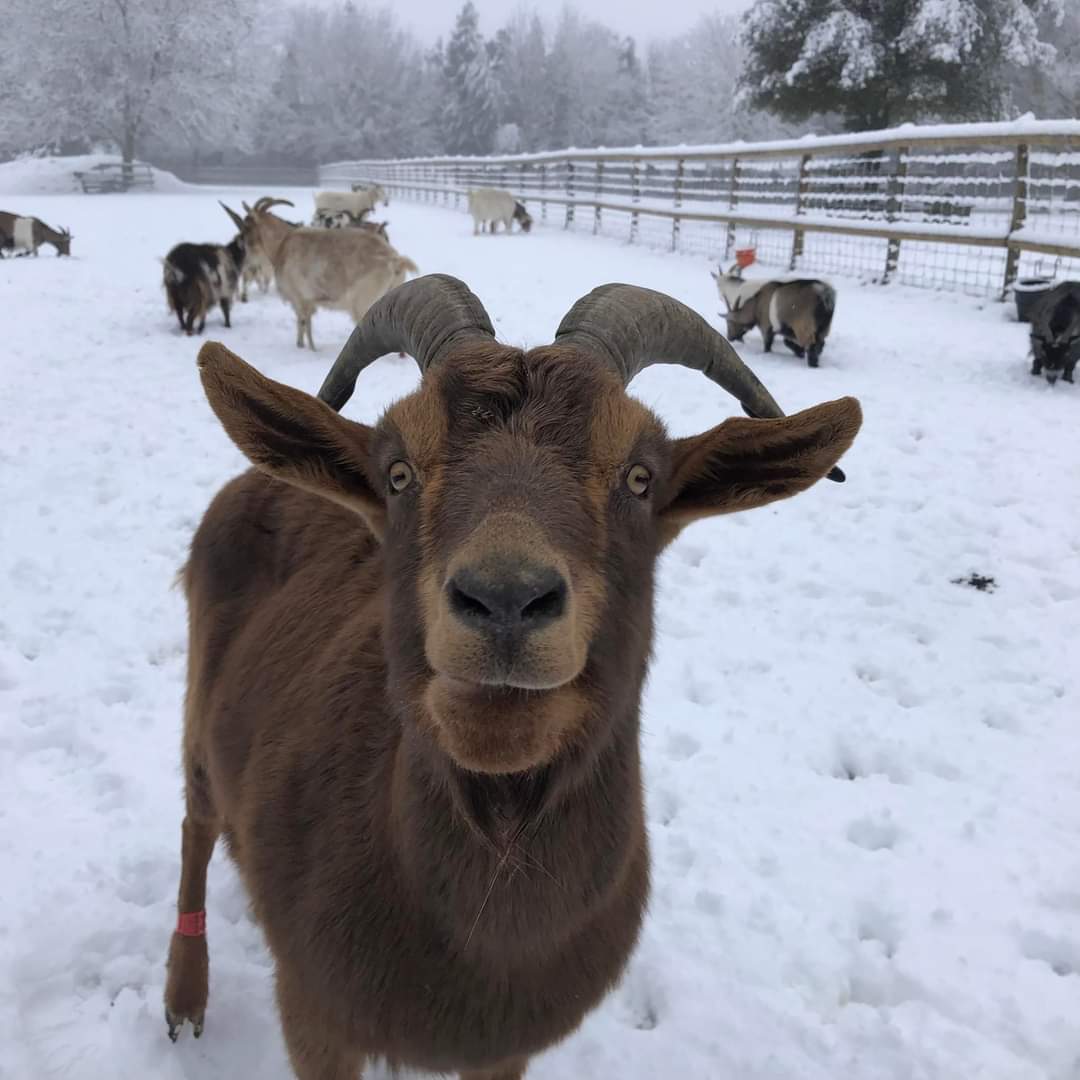 ButtercupsGoats's tweet photo. As requested, Goats in the snow! https://t.co/SaWgGgxwFv