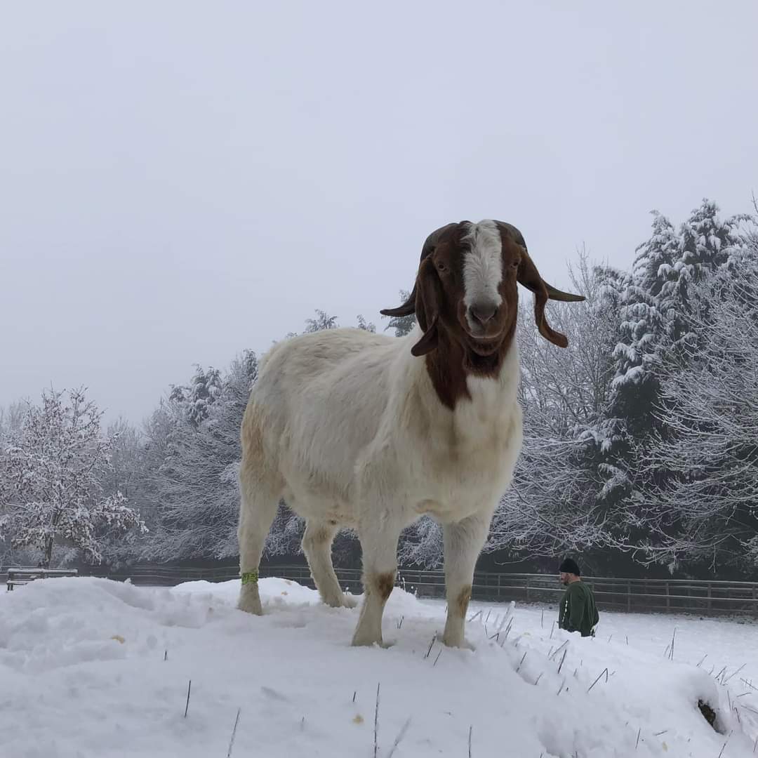 ButtercupsGoats's tweet photo. As requested, Goats in the snow! https://t.co/SaWgGgxwFv