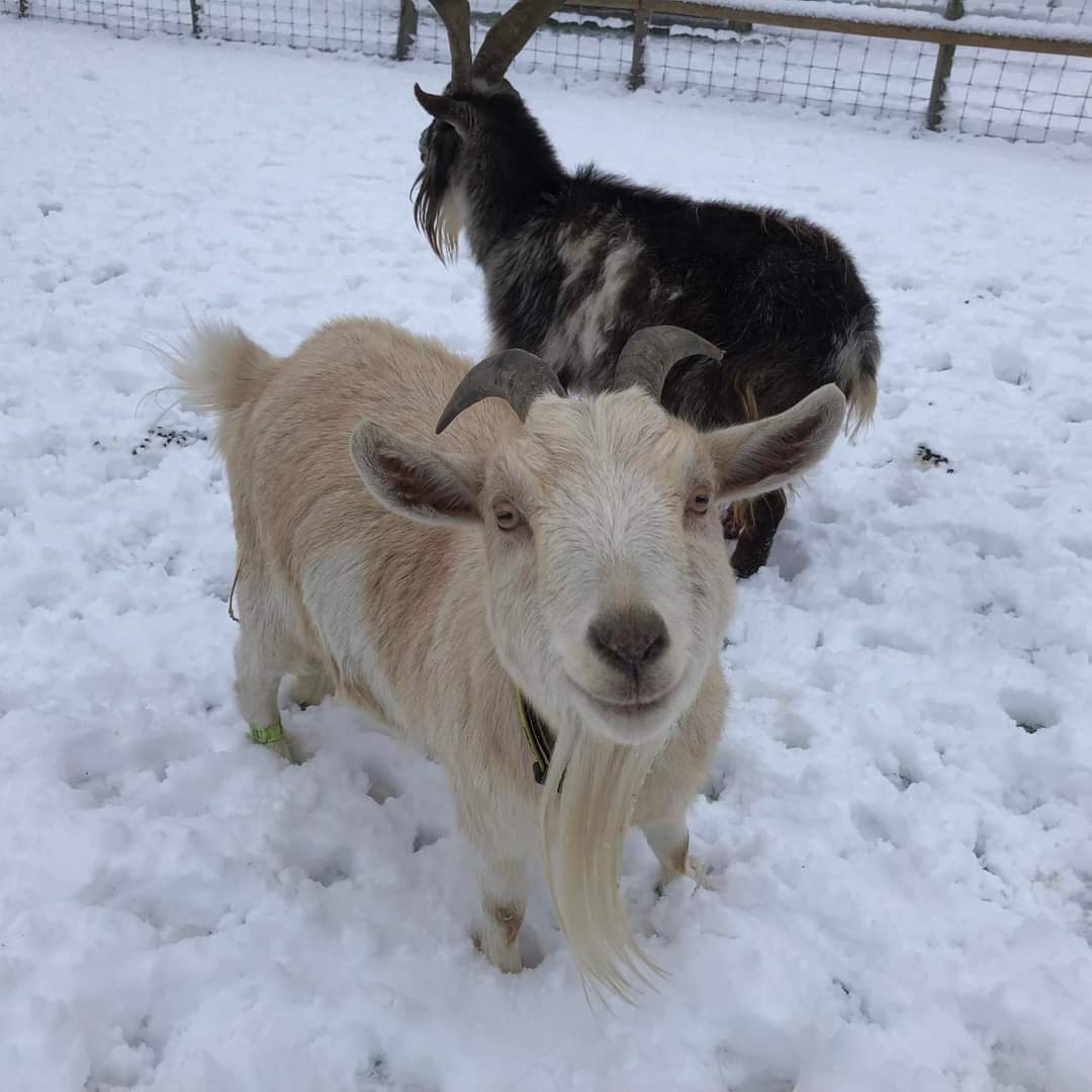ButtercupsGoats's tweet photo. As requested, Goats in the snow! https://t.co/SaWgGgxwFv
