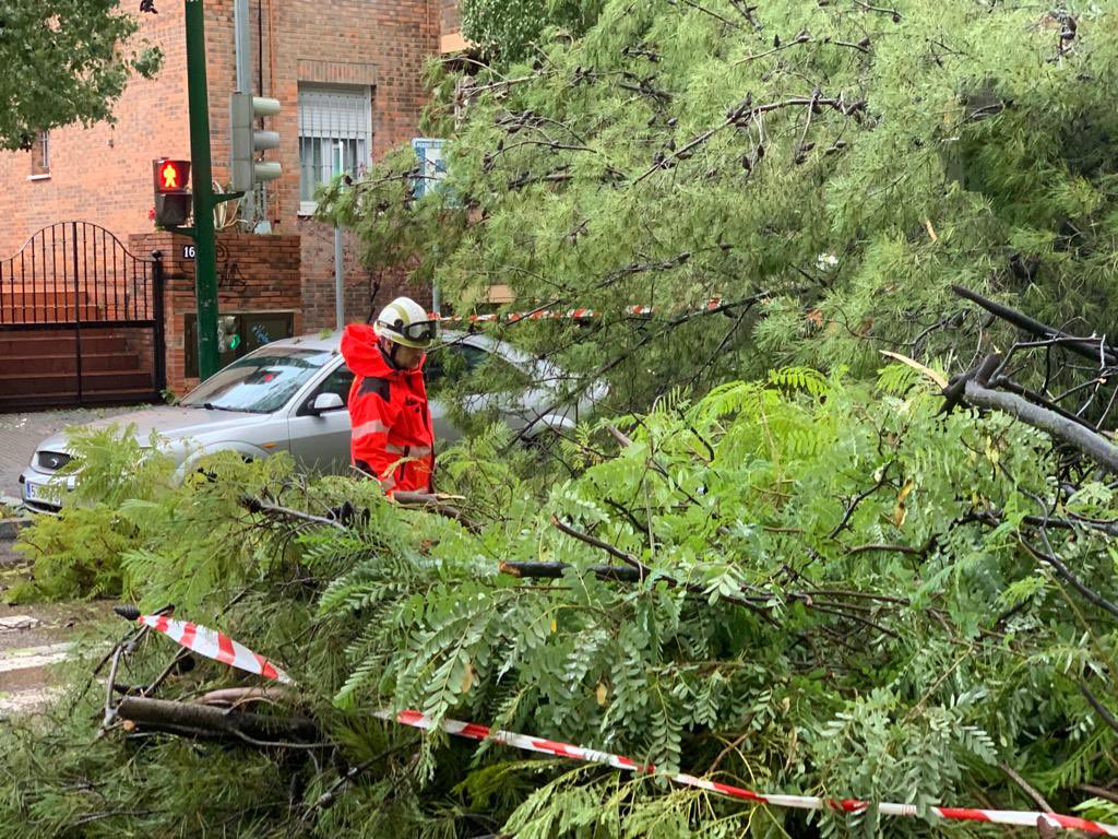 EL VIENTO PARTE UN ÁRBOL.  La calle Escultor Fernández Márquez,  ha sido cortada, una dotación de bomberos hace los trabajos de retirada y limpieza. La consecuencia de este incidente, un árbol de grandes dimensiones partido ha quedado en mitad de  la  Via rodada.