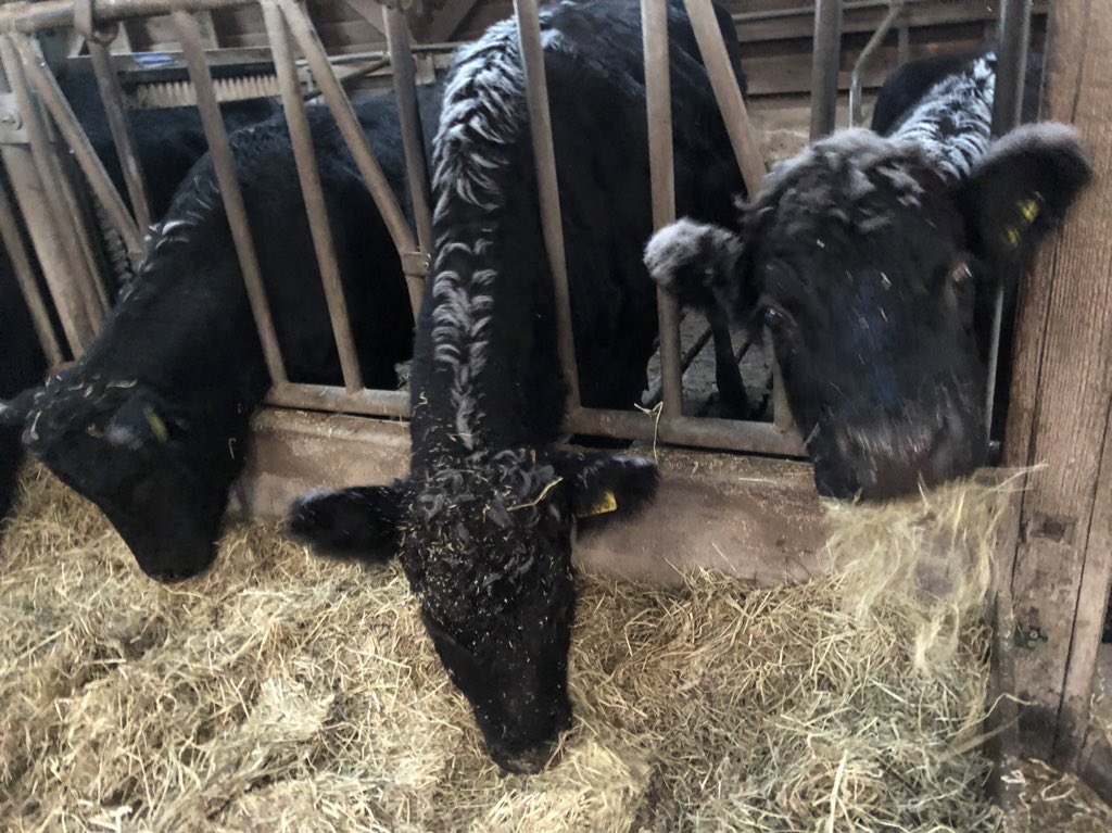 Antje_Kingma's tweet photo. @Lydienee @c_everaardt @77kristel Been there, done that. Weetje: paarden is alleen maar werk, schapen hoop ellende en gedoe. Kan paar kleine koetjes aanbevelen. 🤠 En zou beginnen met toompje kippen 😝 #goedgoan https://t.co/CWNxnohaSw