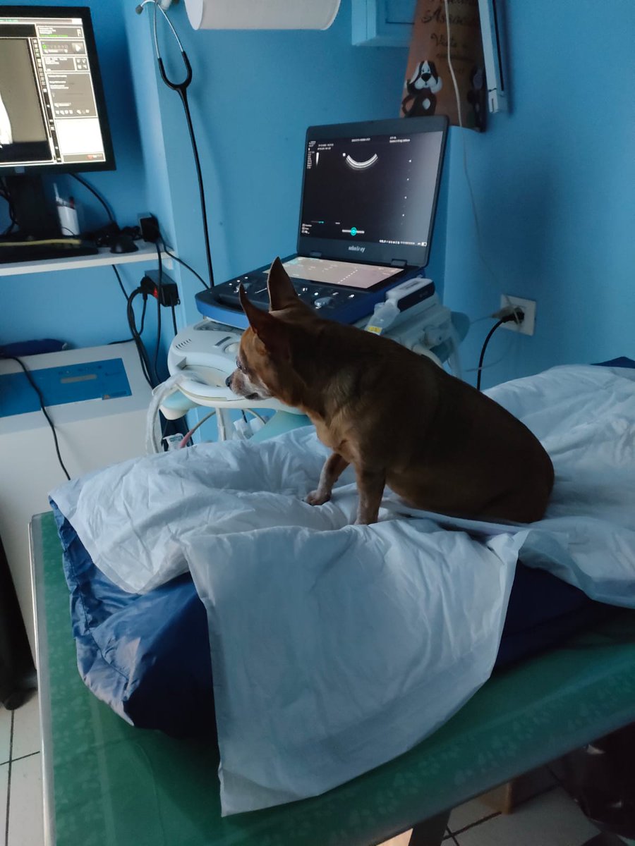 ciceronemio's tweet photo. Stamattina Camilla in clinica, prelievo del sangue, cistocentesi, rx al torace, ecocardio e messo gel auricolare xche ha un orecchio infiammato!! Aspettiamo i risultati in modo che la piccina sia curata al meglio! C'è un fondo aperto x lei 🆘🆘🆘🆘🆘❤️🙏 https://t.co/3KlCQJ7ztt https://t.co/MN3jImhZq9