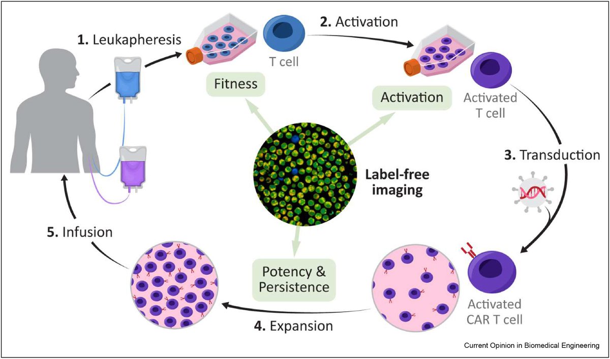 Want to learn about the future of T cell manufacturing? Check out 'Touch-free optical technologies to streamline the production of T cell therapies'
by @amani_gillette and Dan Pham!
sciencedirect.com/science/articl… 
@CMaT_ERC  @UWMadison_BME @Morgridge_Inst