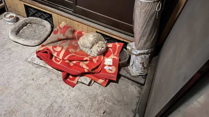 だってなんかもう我が家のように毎日塩サバくんの布団で寝てるもの🐱 